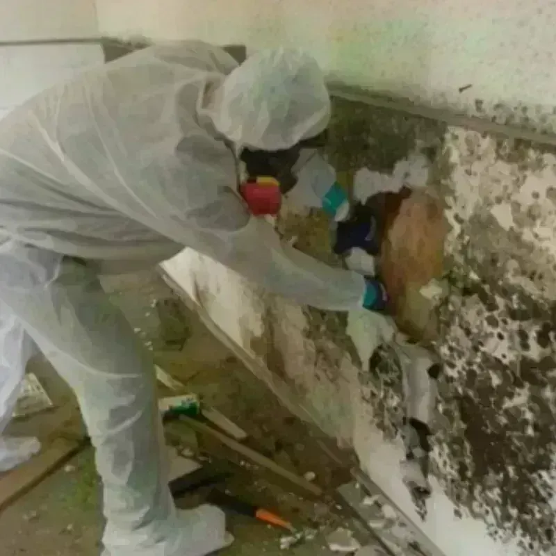 Mold Remediation and Removal in Whittier, CA